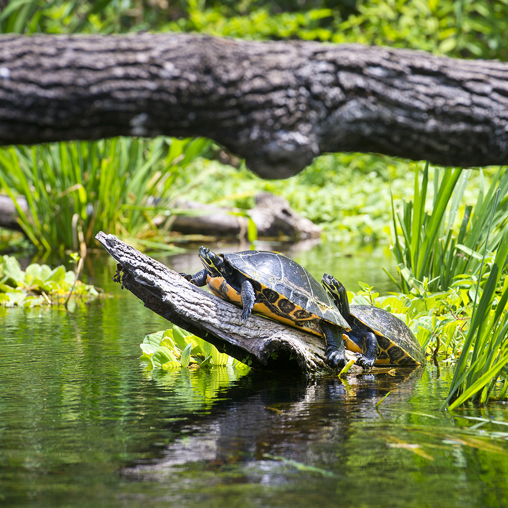 Turtle on a log at Ichetucknee Springs State Park